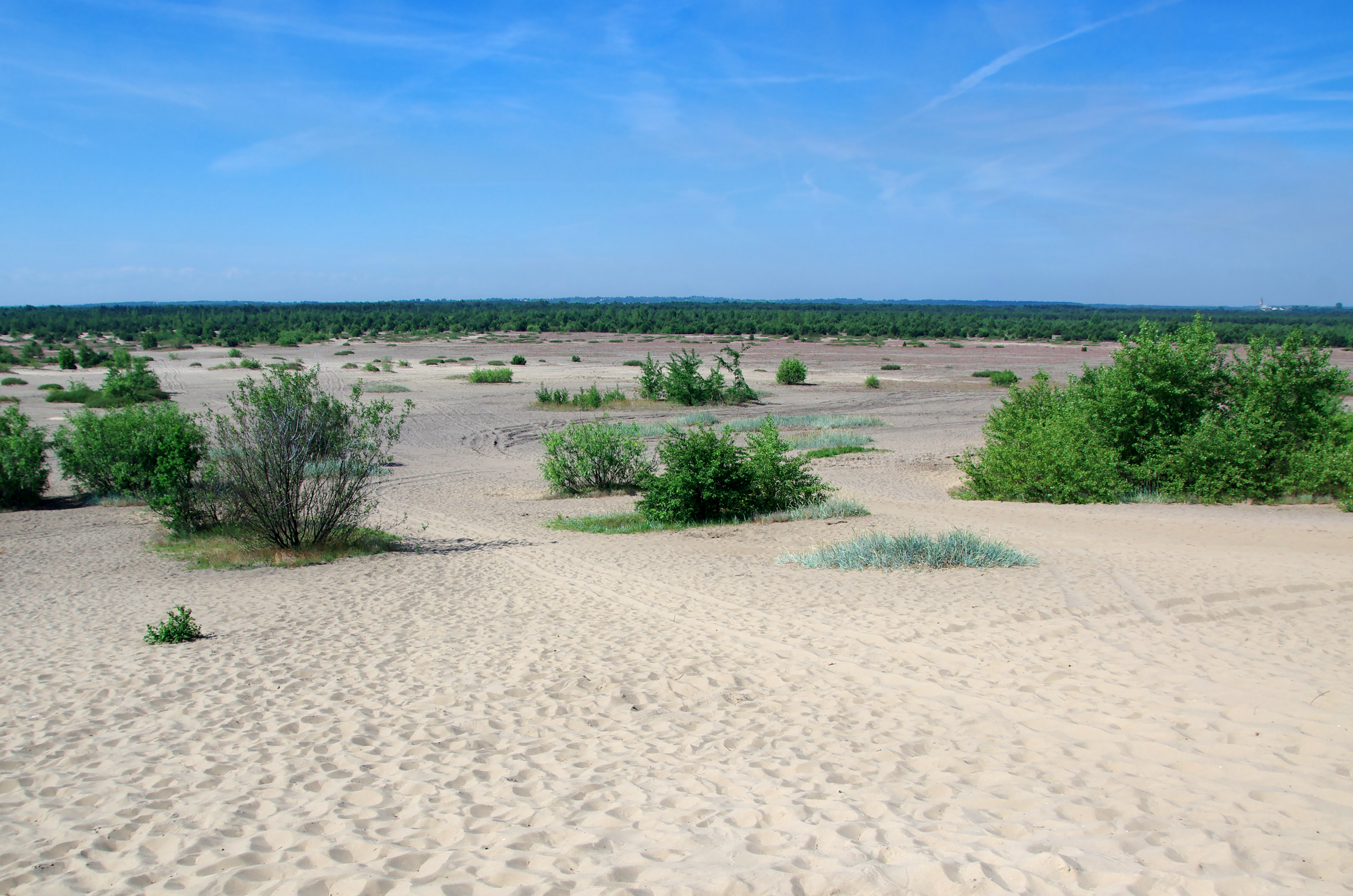 2023.06.01 Pustynia Błędowska (archiwum)
